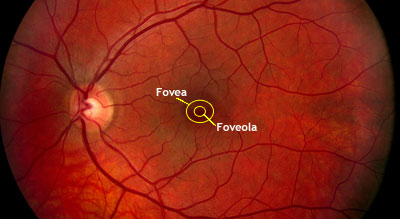 Fovea and foveola in retinal fundus