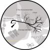 Classification of Salivary Ducts (Image from Iowa Head and Neck Protocols)