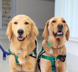 University of Iowa Health Care Facility Dogs 